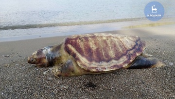 Νεκρές χελώνες στις παραλίες της Ρόδου