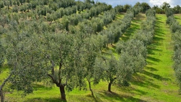 Τον Ιούλιο  οι ψεκασμοί  για τον δάκο στα Δωδεκάνησα