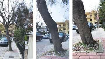 Ρόδος: Φύτεψαν δέντρα σε πεζοδρόμια που κανονικά φυτεύονται σε δάση