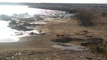 Ένας πολιτισμός κρίνεται από το πώς οι άνθρωποι συμπεριφέρονται στα ζώα, ζωντανά ή νεκρά