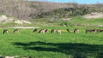 Κοπάδι ελαφιών στη Νότια Ρόδο