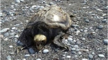 Νεκρή χελώνα βρέθηκε στ’ Αφάντου