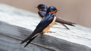 Το χελιδονόπτερο: Γλάροι  Άντονι Κουίν