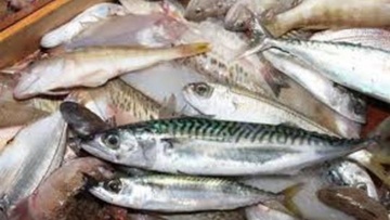 Κάλυμνος: Κατασχέθηκαν 81 κιλά ψάρια