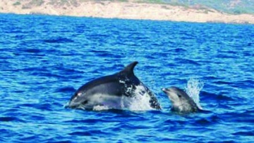Αφανισμός ειδών στο Αιγαίο λόγω υπεραλίευσης, ρύπανσης