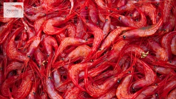 Αλλάζουν από 1η Μαΐου τα δεδομένα στο ψάρεμα για το «συμιακό» γαριδάκι 