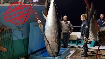 Τόνος - γίγας 2,74 μέτρων και 288 κιλών από Καλύμνιους ψαράδες