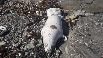 Εκβράστηκε νεκρή φώκια σε παραλία της Ρόδου