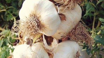 Η 1η γιορτή Σκόρδου στα Καλαβάρδα