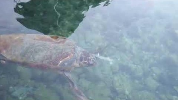 Διάψευση από ΝΔ για τη  χελώνα στο Καστελόριζο