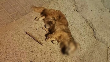 Επικηρύχθηκαν οι δράστες θανάτωσης ζώου στη Ρόδο