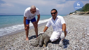Ρόδος: Εντοπίστηκε νεκρή χελώνα στην παραλία των Κρητικών   