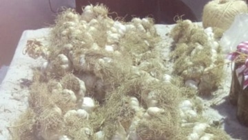 Επιτυχημένη η πρώτη γιορτή Σκόρδου στα Καλαβάρδα