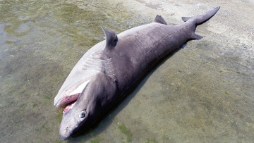 Ρόδος: Νεκρός καρχαρίας 4 μέτρων και 436 κιλών στο Βόδι