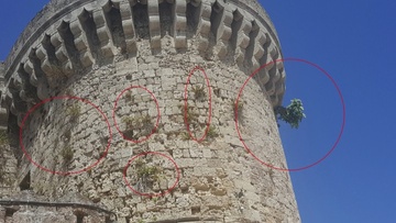 Οι συκιές «ευδοκιμούν» τελικά στα τείχη της  Μεσαιωνικής Πόλης Ρόδου