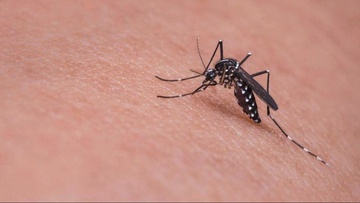 Προειδοποίηση για τα κουνούπια