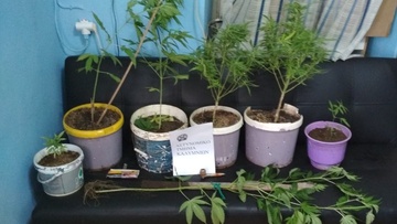 Συνελήφθη 70χρονος για καλλιέργεια και κατοχή κάνναβης στην Κάλυμνο