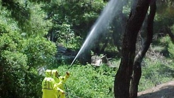 ‘Εναρξη δολωματικών ψεκασμών δακοκτονίας στο νησί της Κω
