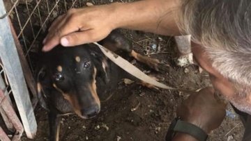 Έλεγχοι της Φιλοζωικής Ρόδου για την κακοποίηση ζώων