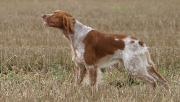 Ζώνη εκγύμνασης κυνηγετικών σκυλιών στα Κοσκινού