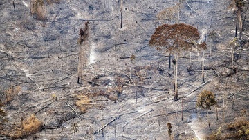 Πυρκαγιές στον Αμαζόνιο  και διώξεις ακτιβιστών 