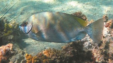 Επικίνδυνοι τοξικοί εισβολείς  βρίσκονται στις ελληνικές θάλασσες