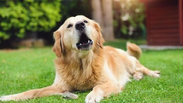 Τρία σκυλιά ταλαιπωρούν μια γειτονιά