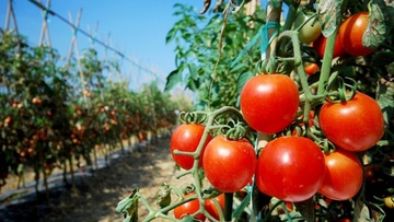 Από τις καλλιέργειες στη μονοκαλλιέργεια