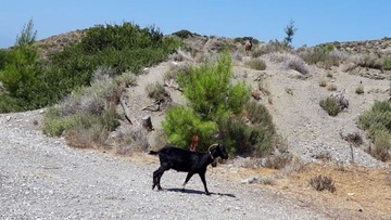Έντονες διαμαρτυρίες για τα αδέσποτα κατσίκια και στην Αρνίθα