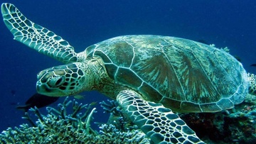 Η χελώνα «Άριελ» απελευθερώνεται μετά την περίθαλψη της στον Υδροβιολογικό Σταθμό Ρόδου