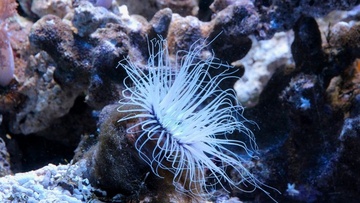 Γιοτ και κότερα μεταφέρουν στις ελληνικές θάλασσες επικίνδυνα θαλάσσια είδη