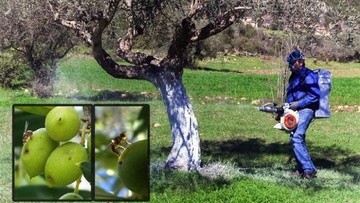 Ξεκινούν  οι ψεκασμοί για τον δάκο σε Ρόδο, Κω, Κάρπαθο και Κάσο