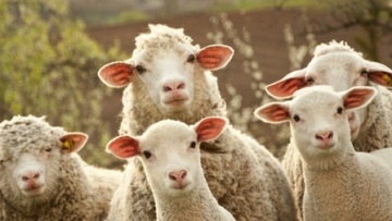 Βρουκέλλωση σε αιγοπρόβατα εντοπίστηκε στη νότια Ρόδο