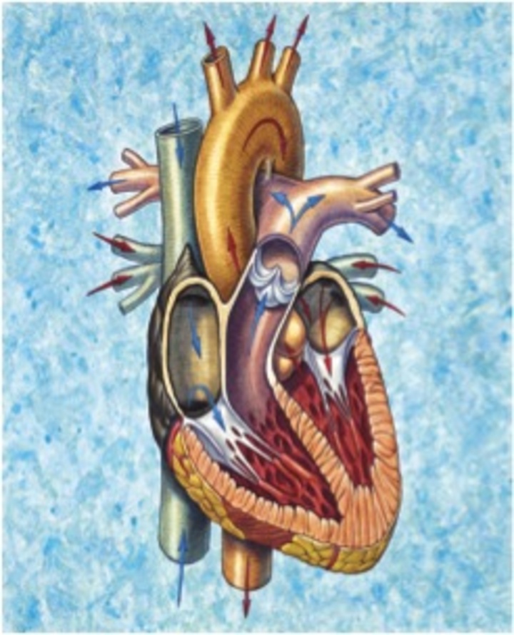 Το εσωτερικό της καρδιάς. Τα μπλε βέλη δείχνουν την πορεία του αίματος από τις φλέβες προς τον δεξιό κόλπο, τη δεξιά κοιλία και την πνευμονική αρτηρία. Τα κόκκινα βέλη δείχνουν την πορεία του οξυγονωμένου αίματος από τους πνεύμονες προς τον αριστερό κόλπο, την αριστερή κοιλία και ακολούθως την αορτή