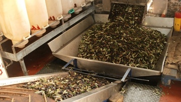 Στις 4 Νοεμβρίου πρόκειται  να ανοίξουν τα ελαιοτριβεία