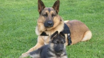 Αθώοι τρεις κατηγορούμενοι  για τον θάνατο δύο σκυλιών