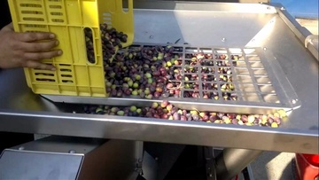 Ανοίγουν τα ελαιοτριβεία στη Ρόδο