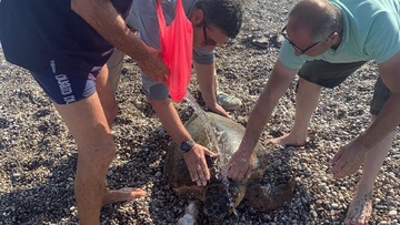 Τραυματισμένη θαλάσσια χελώνα κοντά στο Ενυδρείο της Ρόδου