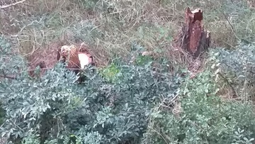 Ρήμαξαν τα  πευκάκια στη Φιλέρημο