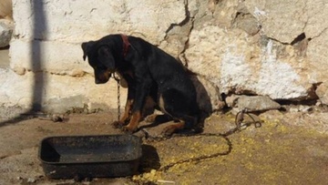 Ποινή φυλάκισης τριών ετών για την κακοποίηση  6 σκύλων στη Ρόδο
