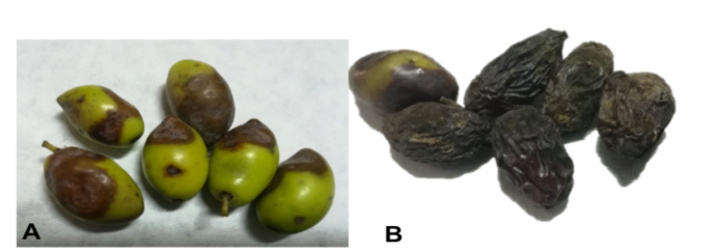 Τυπικά συμπτώματα γλοιοσπορίου σε φύλλα και άνθη ελιάς