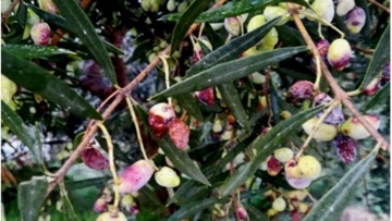 Τι είναι το γλοιοσπόριο και πώς απειλεί τους ελαιώνες 