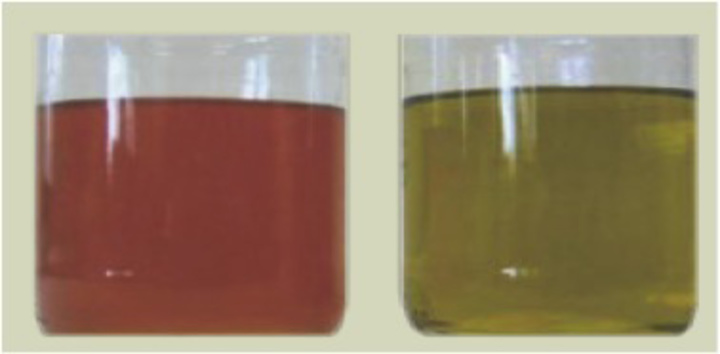 Ελαιόλαδο παραγόμενο από καρπούς προσβεβλημένους από  το γλοιοσπόριο (αριστερά) και από υγιείς καρπούς (δεξιά)   (olivediseases.com) 