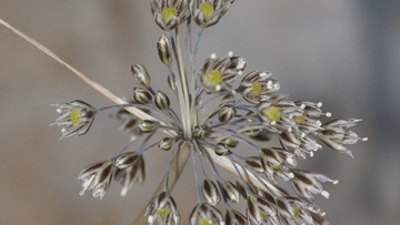 Ένα ακόμη νέο φυτικό είδος για την επιστήμη και την ελληνική χλωρίδα από τη Σύμη