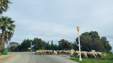 Πρόβατα στο Μόντε Σμιθ...! 