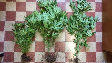 Καταδικάστηκε 28χρονος  για αρπαγές τσαντών στη Ρόδο