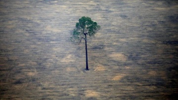 Βραζιλία:  Νέα δραματικά στοιχεία για την αποψίλωση των δασών του Αμαζονίου