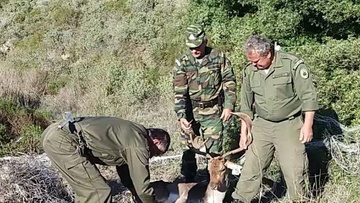 Ρόδος: Δεκάδες ελαφάκια απελευθέρωσαν κι εφέτος τα στελέχη του Δασαρχείου 
