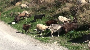 Βοήθεια από την Κρήτη ζητά η Κάρπαθος  για να “μαντρώσει” ανεπιτήρητα αιγοπρόβατα