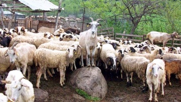 Πρόβλημα με τα αδέσποτα αιγοπρόβατα στην Κάσο